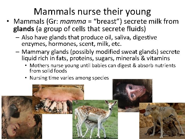 Mammals nurse their young • Mammals (Gr: mamma = “breast”) secrete milk from glands