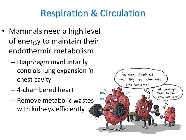 Respiration & Circulation • Mammals need a high level of energy to maintain their