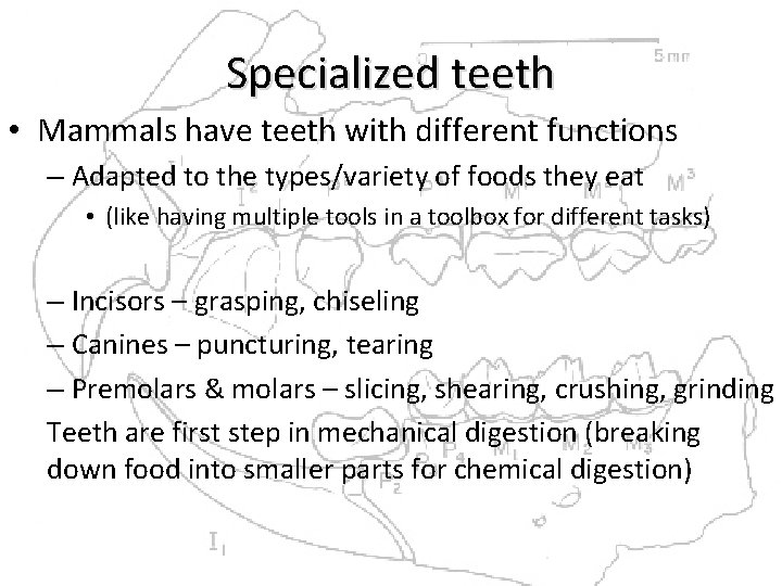 Specialized teeth • Mammals have teeth with different functions – Adapted to the types/variety