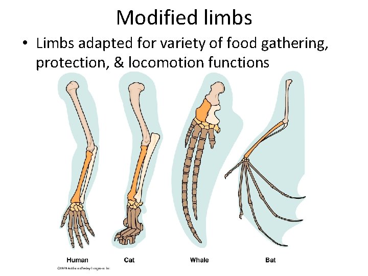 Modified limbs • Limbs adapted for variety of food gathering, protection, & locomotion functions