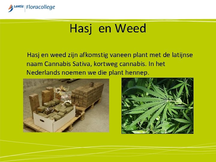 Hasj en Weed Hasj en weed zijn afkomstig vaneen plant met de latijnse naam