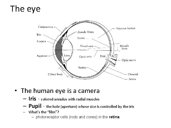 The eye • The human eye is a camera – Iris - colored annulus The eye • The human eye is a camera – Iris - colored annulus