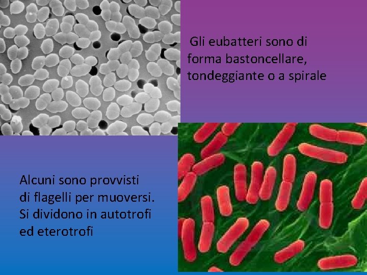 Gli eubatteri sono di forma bastoncellare, tondeggiante o a spirale Alcuni sono provvisti di