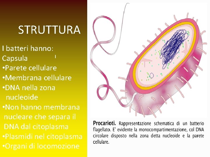 STRUTTURA I batteri hanno: I Capsula • Parete cellulare • Membrana cellulare • DNA