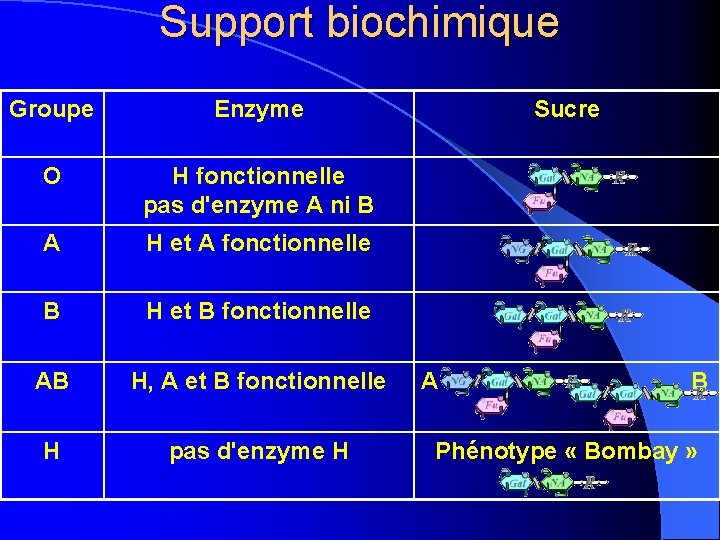 Support biochimique Groupe Enzyme Sucre O H fonctionnelle pas d'enzyme A ni B A