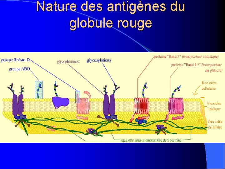 Nature des antigènes du globule rouge 