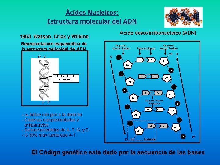 Ácidos Nucleicos: Estructura molecular del ADN Acido desoxirribonucleico (ADN) 1953. Watson, Crick y Wilkins