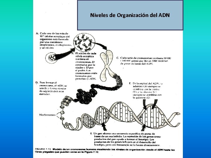 Niveles de Organización del ADN 