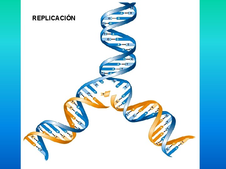 REPLICACIÓN 