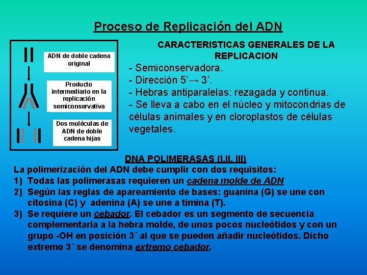 Proceso de Replicación del ADN de doble cadena original Producto intermediario en la replicación