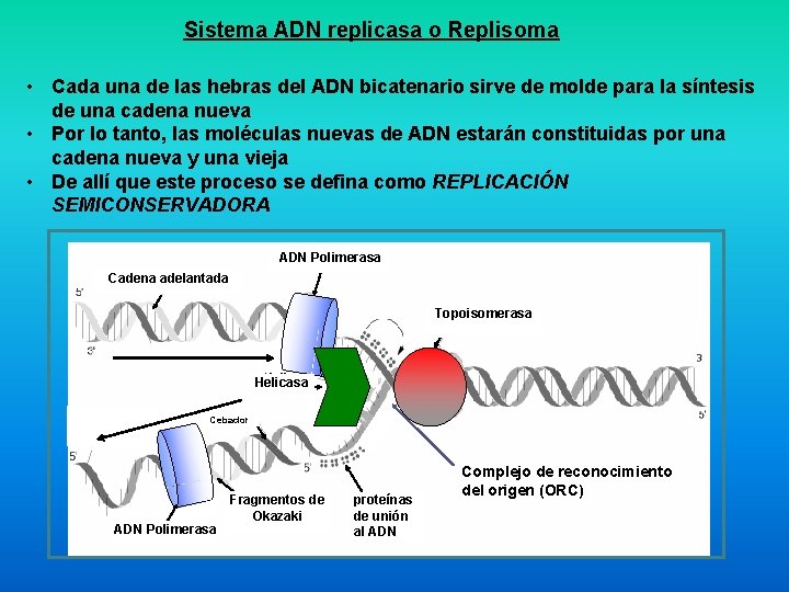 Sistema ADN replicasa o Replisoma • Cada una de las hebras del ADN bicatenario