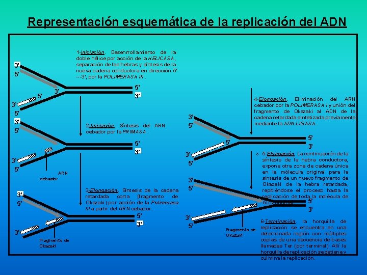 Representación esquemática de la replicación del ADN 1 -Iniciación. Desenrrollamiento de la doble hélice