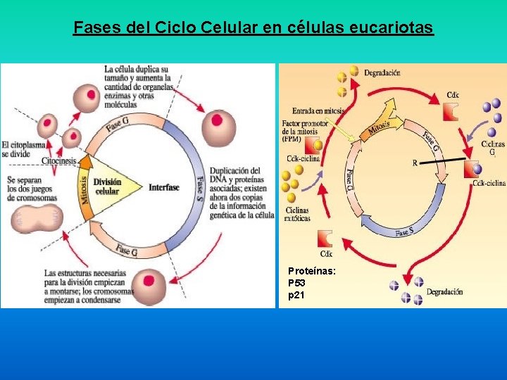 Fases del Ciclo Celular en células eucariotas Proteínas: P 53 p 21 