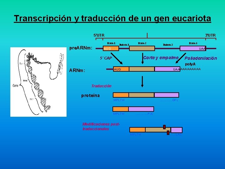 Transcripción y traducción de un gen eucariota 5'UTR 3'UTR Exon 1 pre. ARNm: Intron