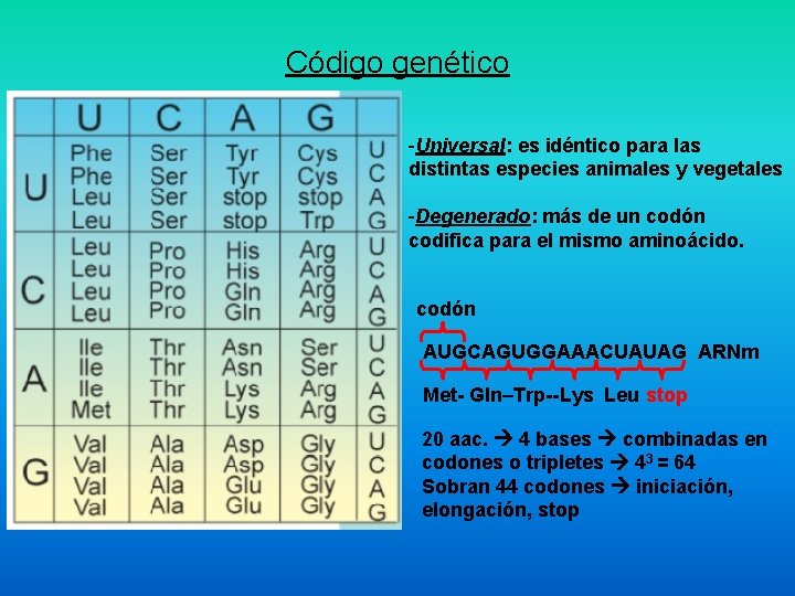 Código genético -Universal: es idéntico para las distintas especies animales y vegetales -Degenerado: más