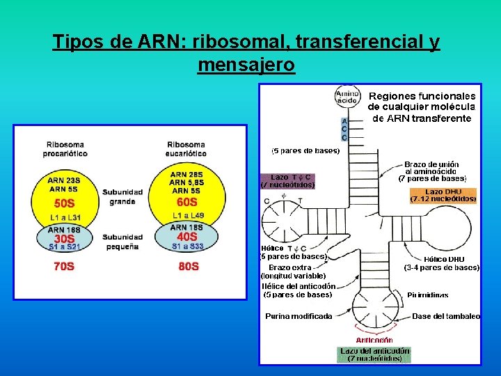 Tipos de ARN: ribosomal, transferencial y mensajero 