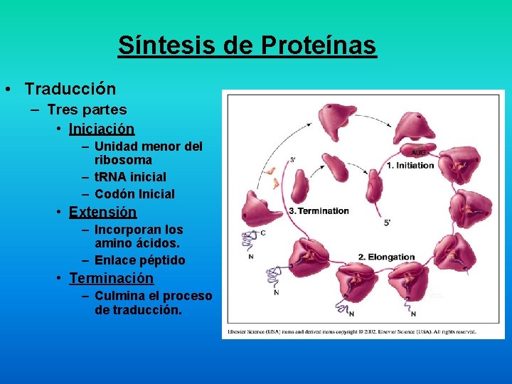 Síntesis de Proteínas • Traducción – Tres partes • Iniciación – Unidad menor del