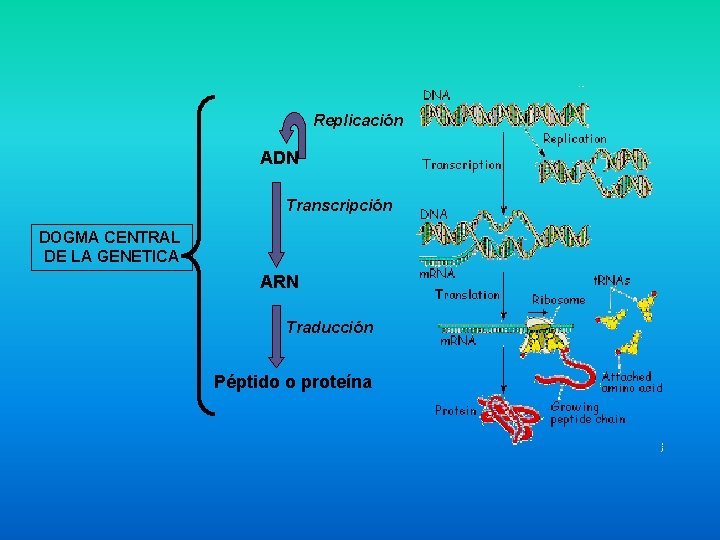 Replicación ADN Transcripción DOGMA CENTRAL DE LA GENETICA ARN Traducción Péptido o proteína 
