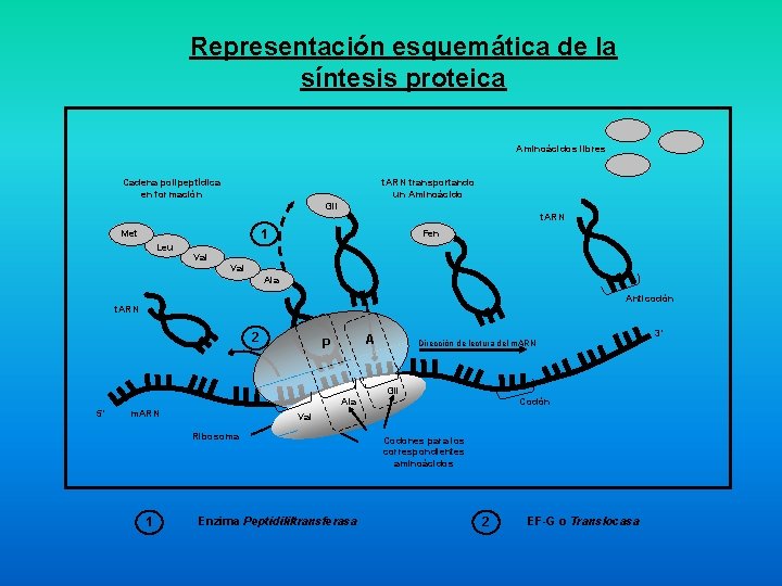 Representación esquemática de la síntesis proteica Aminoácidos libres Cadena polipeptídica en formación t. ARN