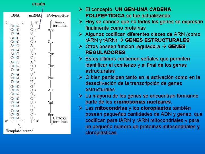 CODÓN Ø El concepto: UN GEN-UNA CADENA POLIPEPTÍDICA se fue actualizando Ø Hoy se