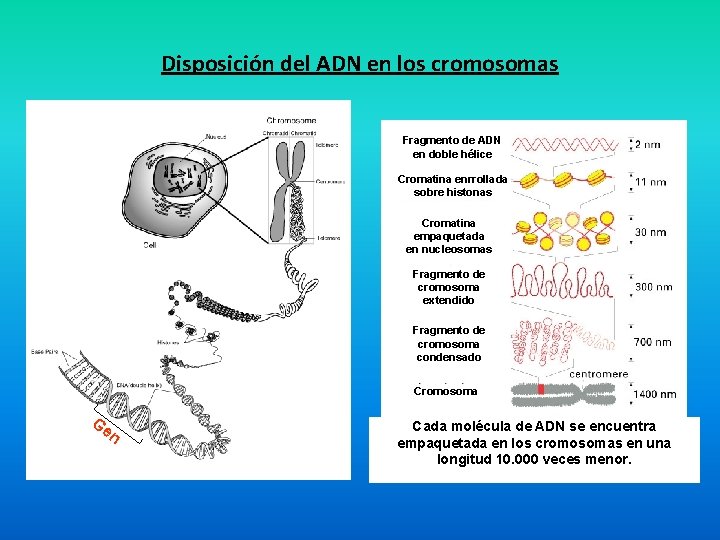 Disposición del ADN en los cromosomas Fragmento de ADN en doble hélice Cromatina enrrollada