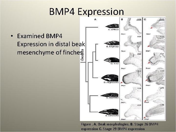 BMP 4 Expression • Examined BMP 4 Expression in distal beak mesenchyme of finches