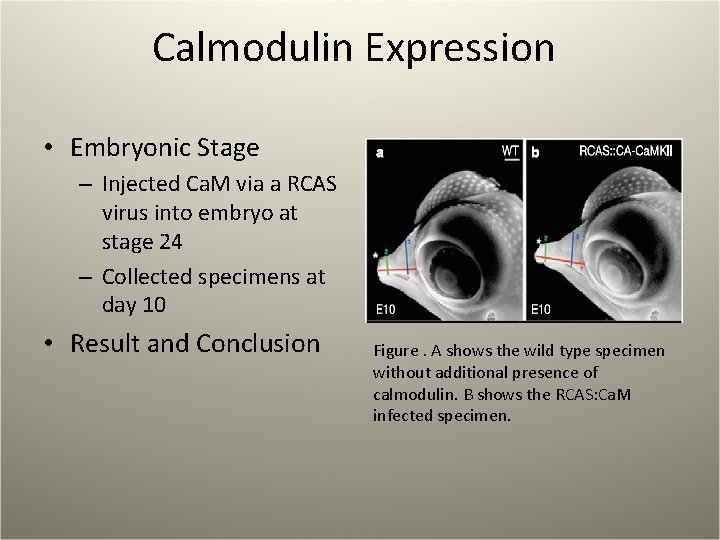 Calmodulin Expression • Embryonic Stage – Injected Ca. M via a RCAS virus into