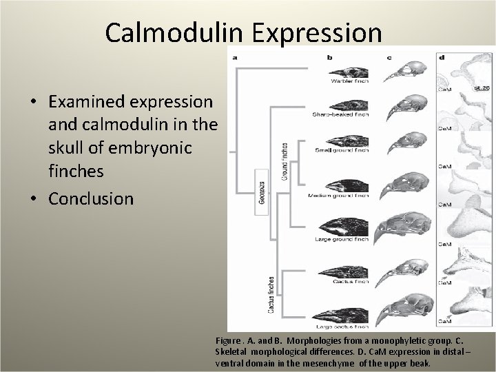 Calmodulin Expression • Examined expression and calmodulin in the skull of embryonic finches •