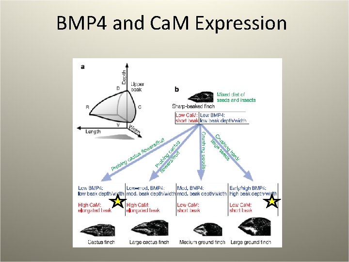 BMP 4 and Ca. M Expression 