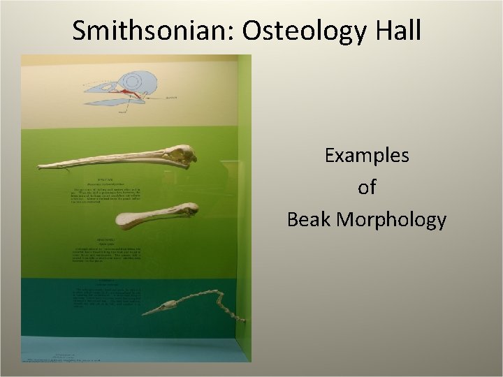 Smithsonian: Osteology Hall Examples of Beak Morphology 