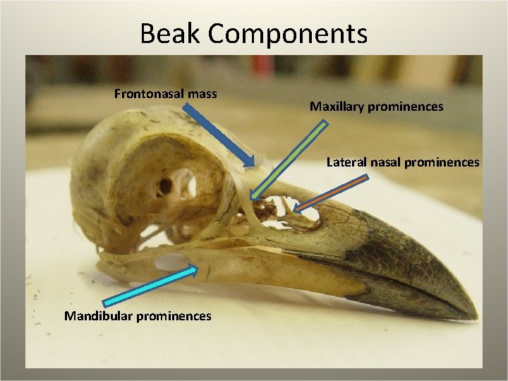 Beak Components Frontonasal mass Maxillary prominences Lateral nasal prominences Mandibular prominences 
