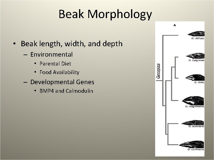 Beak Morphology • Beak length, width, and depth – Environmental • Parental Diet •
