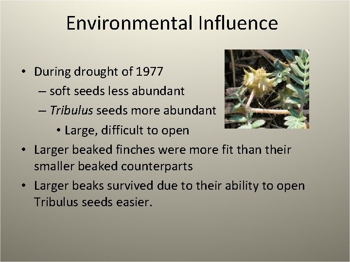 Environmental Influence • During drought of 1977 – soft seeds less abundant – Tribulus