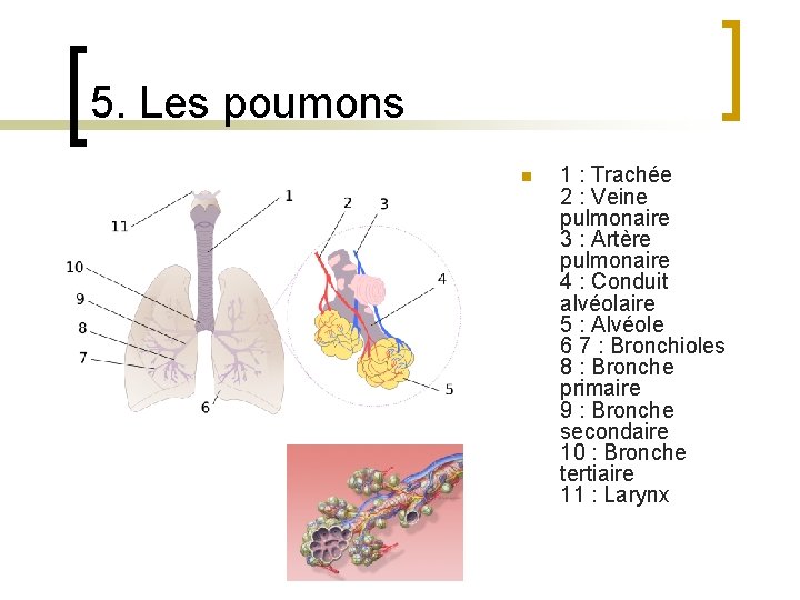 5. Les poumons n 1 : Trachée 2 : Veine pulmonaire 3 : Artère