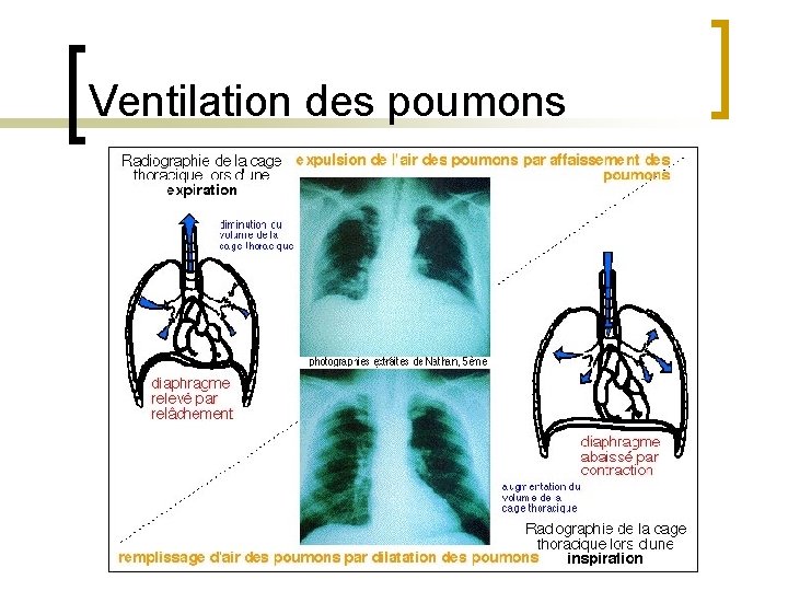 Ventilation des poumons 