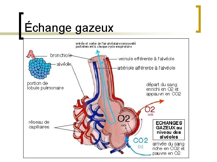 Échange gazeux 