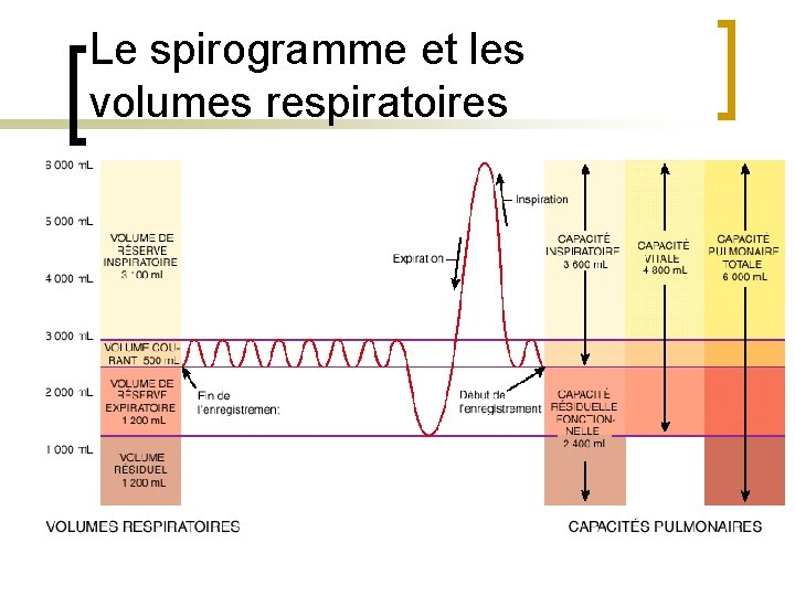 Le spirogramme et les volumes respiratoires 