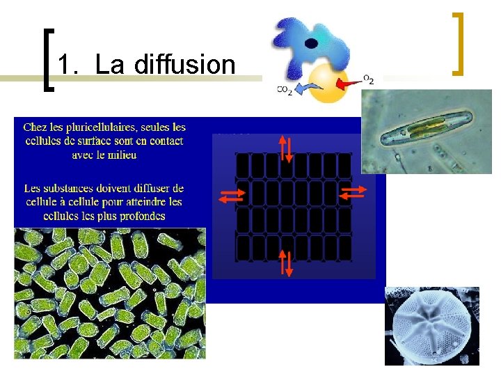 1. La diffusion 