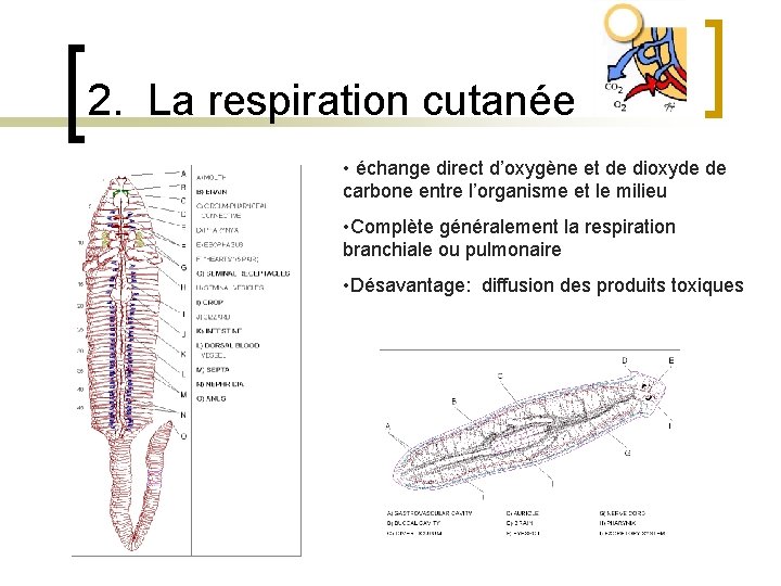 2. La respiration cutanée • échange direct d’oxygène et de dioxyde de carbone entre