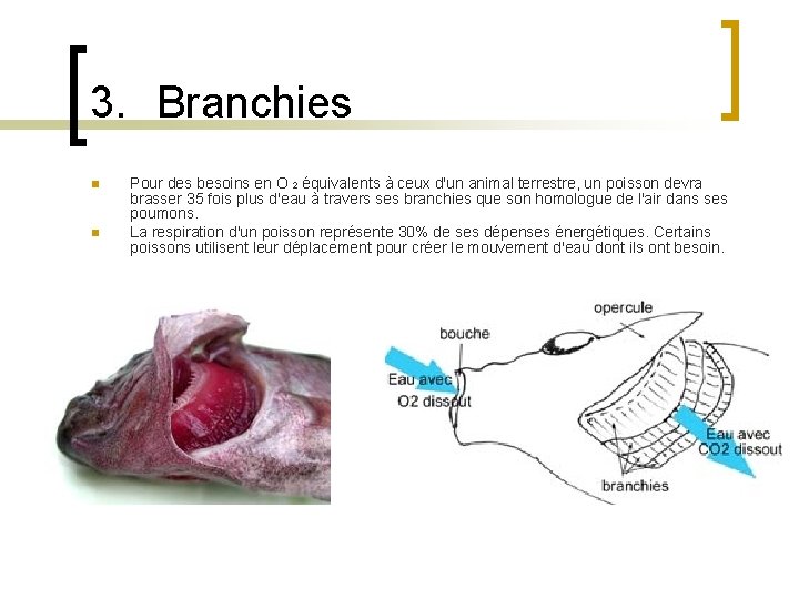3. Branchies n n Pour des besoins en O 2 équivalents à ceux d'un