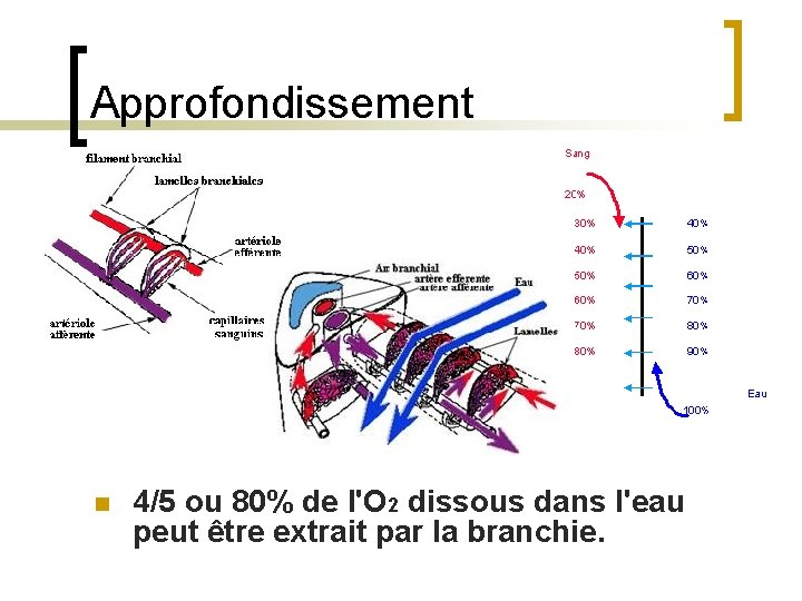 Approfondissement n 4/5 ou 80% de l'O 2 dissous dans l'eau peut être extrait
