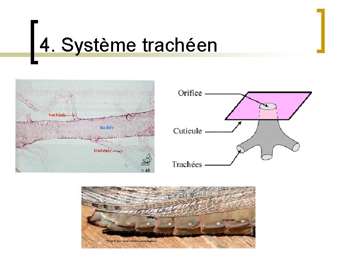 4. Système trachéen 