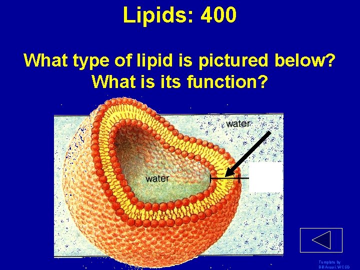Lipids: 400 What type of lipid is pictured below? What is its function? Template