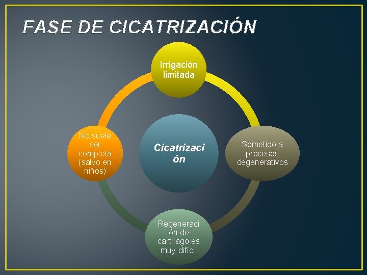 FASE DE CICATRIZACIÓN Irrigación limitada No suele ser completa (salvo en niños) Cicatrizaci ón