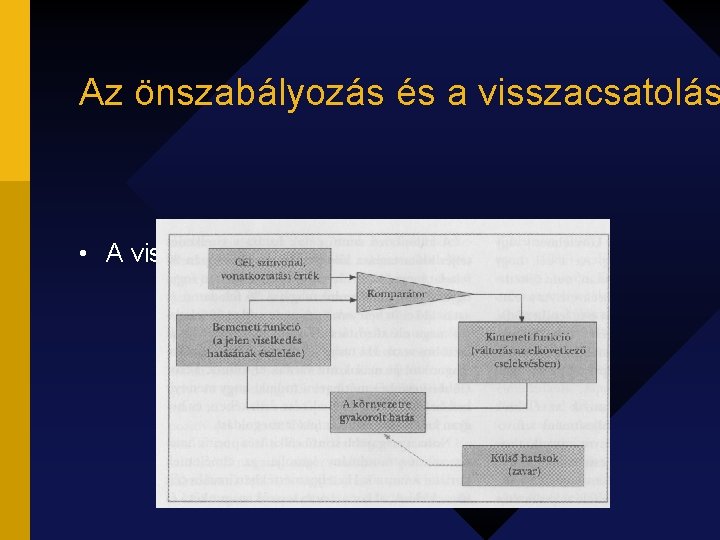 Az önszabályozás és a visszacsatolás • A visszacsatolási hurok 