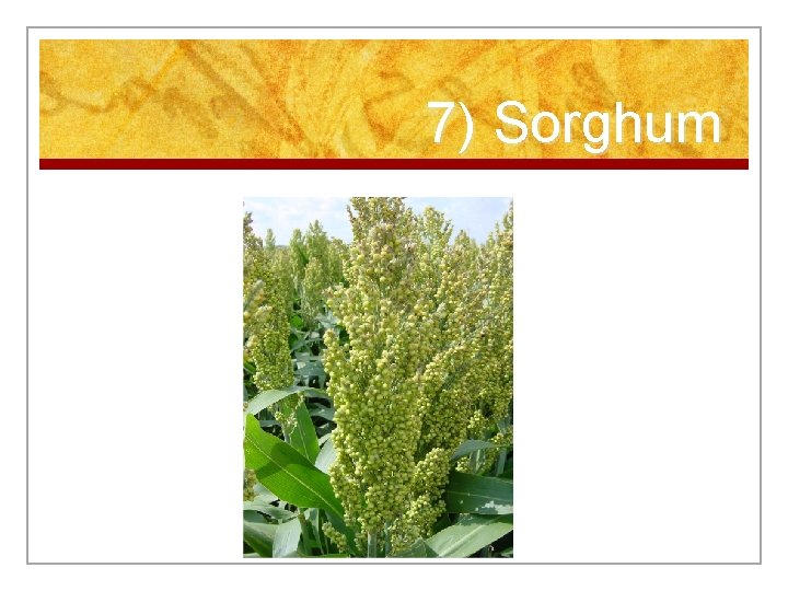7) Sorghum 