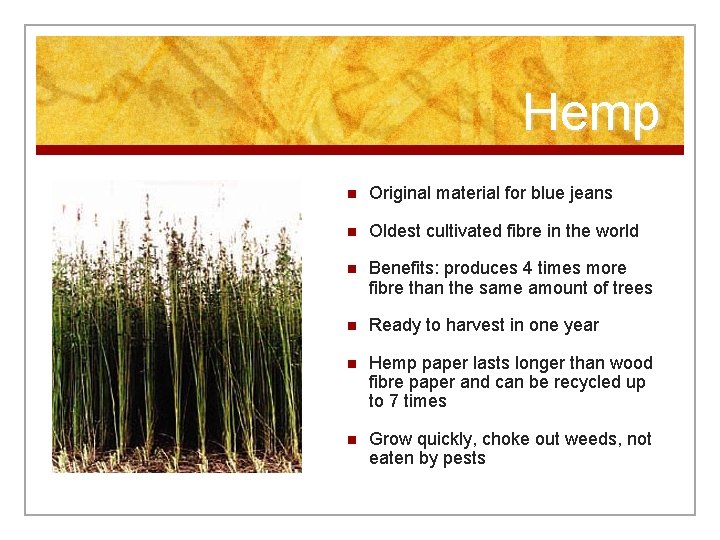 Hemp n Original material for blue jeans n Oldest cultivated fibre in the world