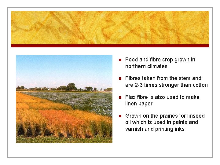 n Food and fibre crop grown in northern climates n Fibres taken from the