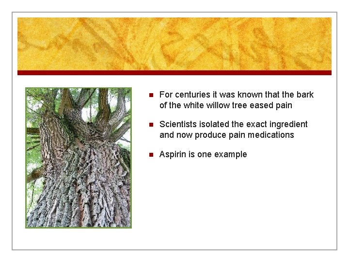 n For centuries it was known that the bark of the white willow tree