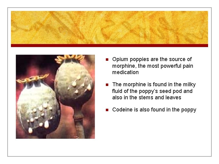 n Opium poppies are the source of morphine, the most powerful pain medication n